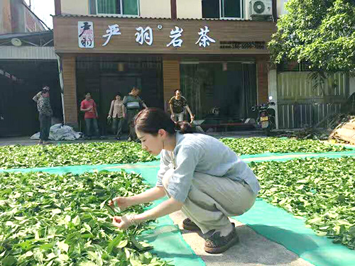 严羽制茶工艺