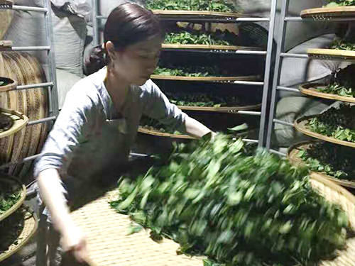 严羽制茶工艺