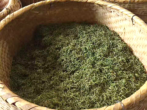 严羽制茶工艺