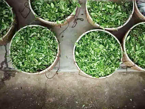 严羽制茶工艺