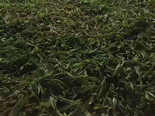 严羽制茶工艺