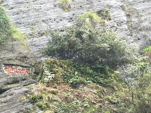 大红袍茶叶产地