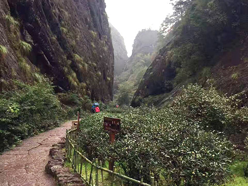 严羽茶叶产地