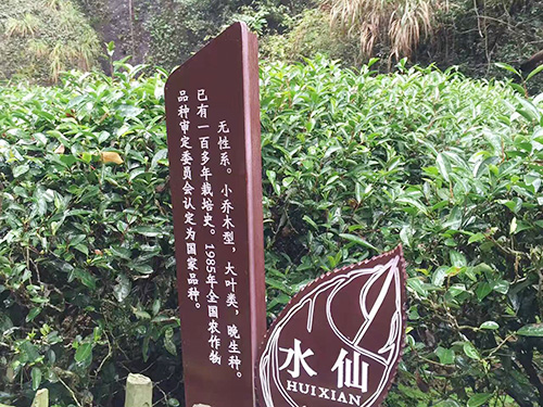 水仙茶产地