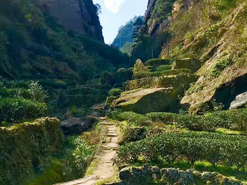 严羽茶叶产地