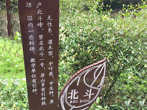 北斗茶叶产地
