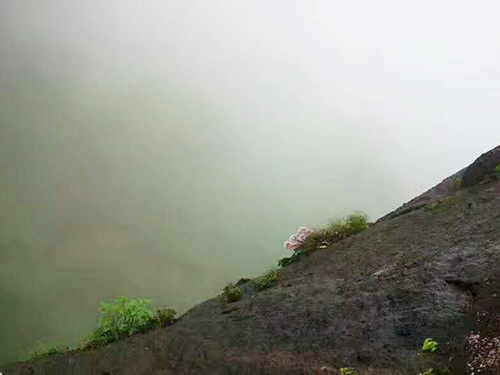 严羽茶叶产地