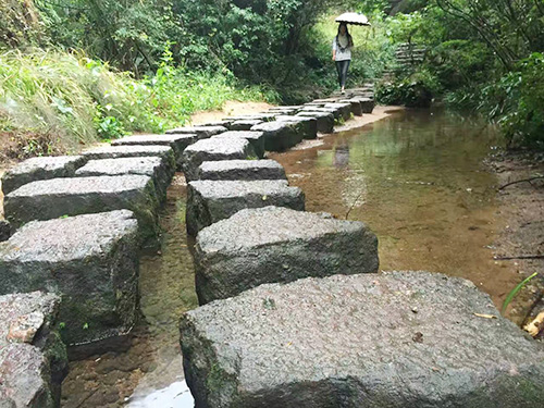 严羽茶叶产地