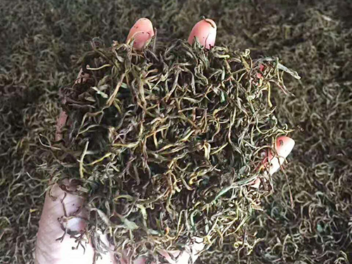 严羽茶叶产地