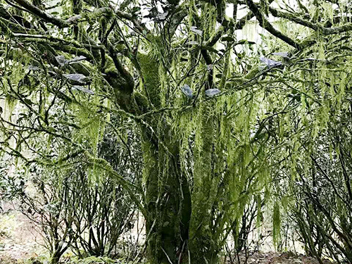 严羽茶叶产地