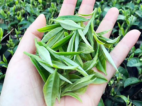 严羽茶叶产地