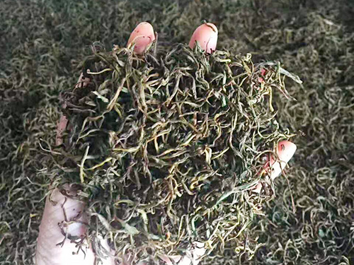 严羽茶叶
