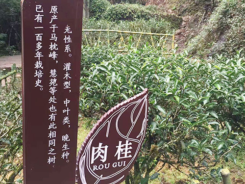 肉桂